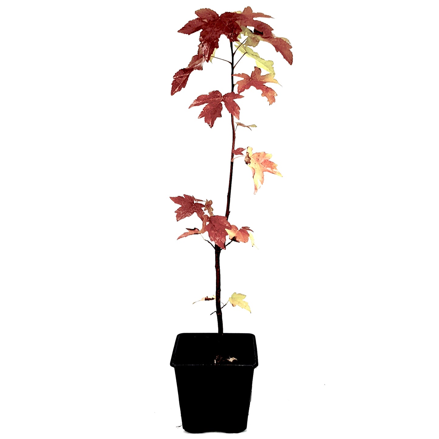 Seedeo® Amerikanischer Amberbaum (Liquidambar styraciflua) Pflanze 2,5 Jahre alt