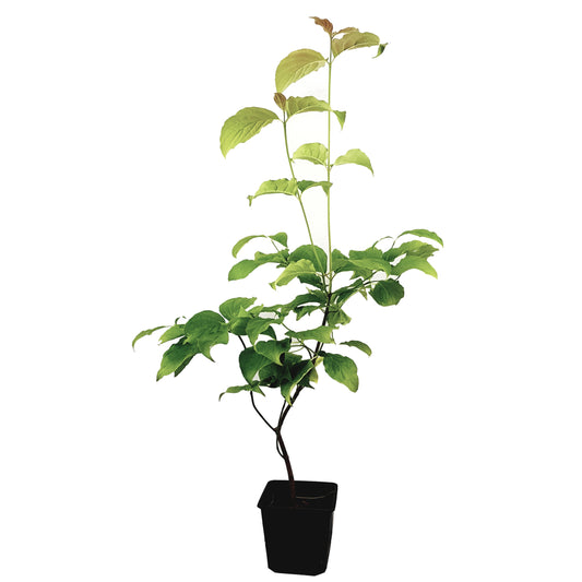 Seedeo® Amerikanischer Blumenhartriegel (Cornus florida) ca 60 cm - 80 cm hoch