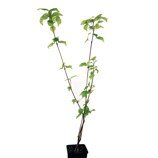 Seedeo® Asiatischer Blütenhartriegel Cornus kousa var. chinensis ca. 60 cm - 80 cm hoch