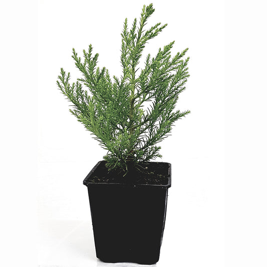 Seedeo® Berg - Mammutbaum (Sequoiadendron giganteum) Pflanze 2 Jahre