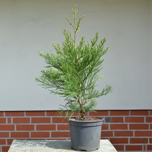 Seedeo® Berg - Mammutbaum (Sequoiadendron giganteum) Pflanze 5 Jahre