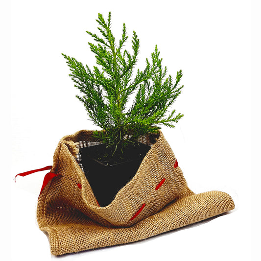 Seedeo® Berg - Mammutbaum (Sequoiadendron giganteum) Pflanze 2 Jahre alt Geschenkedition