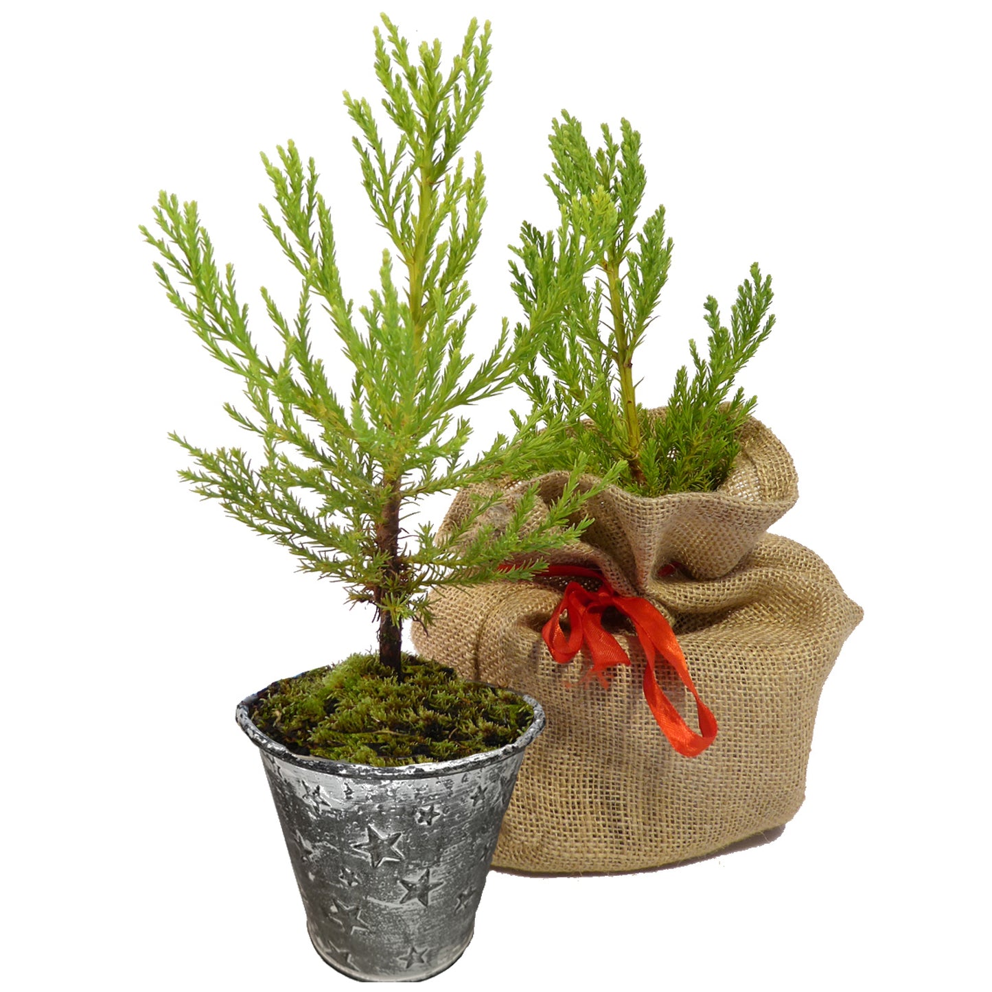 Seedeo® Berg - Mammutbaum (Sequoiadendron giganteum) Pflanze 2 Jahre Geschenkedition Topf mit Sternen