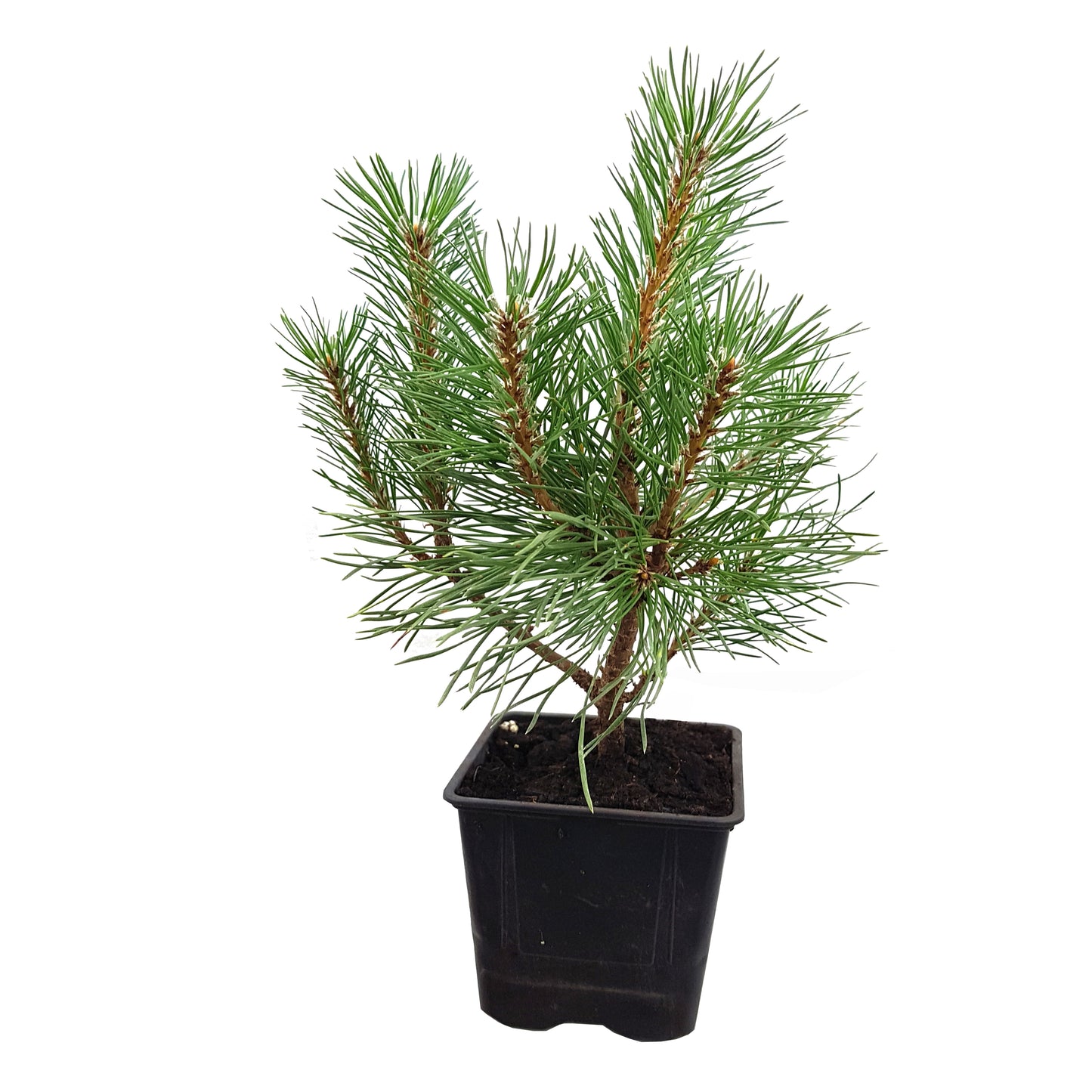 Seedeo® Bergkiefer (Pinus mugo) Pflanze ca. 20 cm - 30 cm