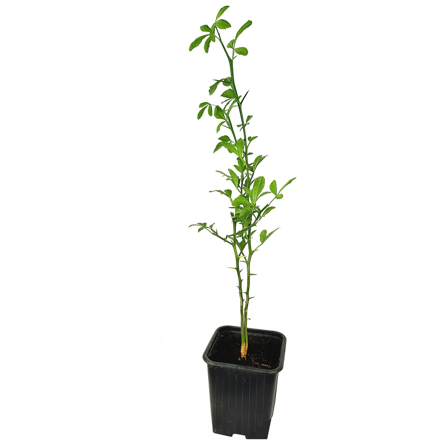 Seedeo® Bitterorange  (Poncirus trifoliata) Pflanze ca. 30 cm