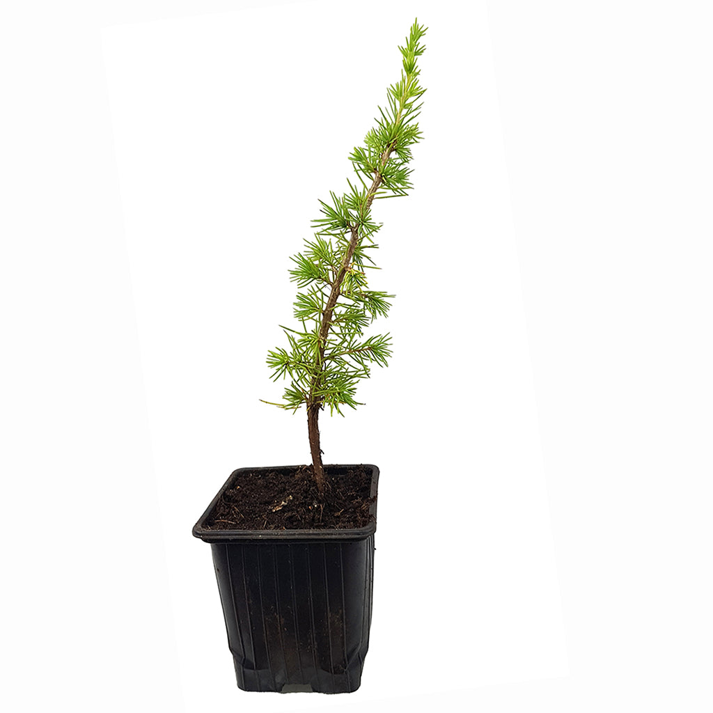 Seedeo® Atlaszeder (Cedrus atlantica glauca) ca. 20 cm - 30 cm hoch