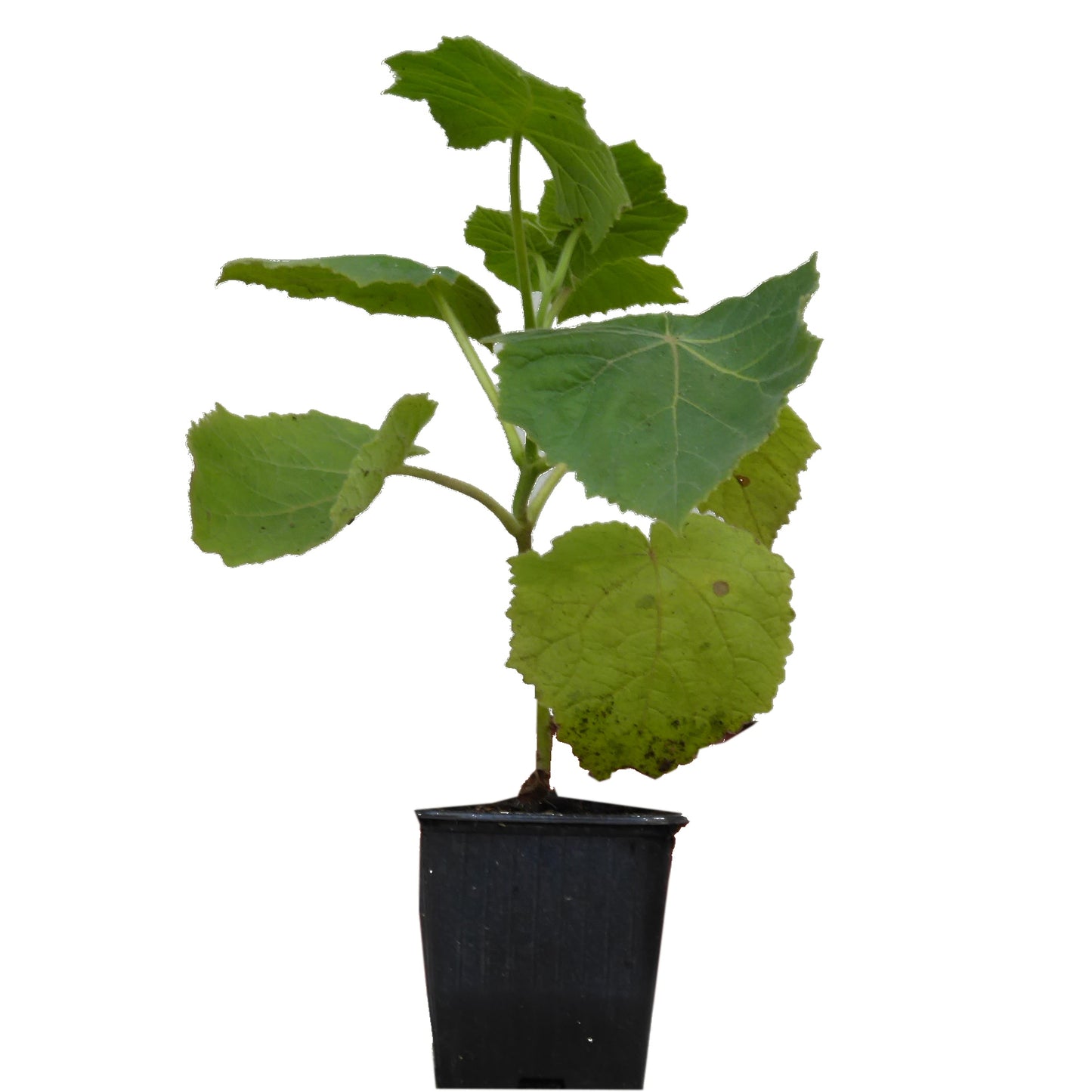 Seedeo® Blauglockenbaum (Paulownia tomentosa) Jungpflanze