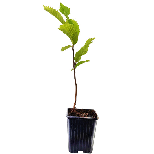 Seedeo® Edelkastanie / Esskastanie (Castanea sativa) Pflanze ca. 30 cm hoch Klimabaum