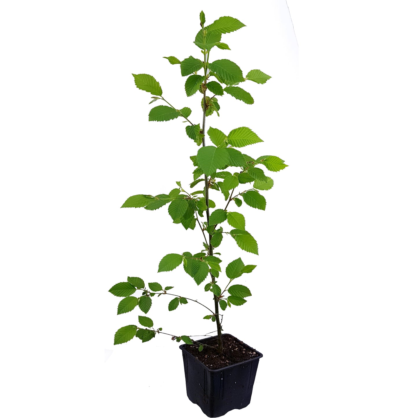 Seedeo® Europäische Hopfenbuche (Ostrya carpinifolia) ca. 30-40 cm