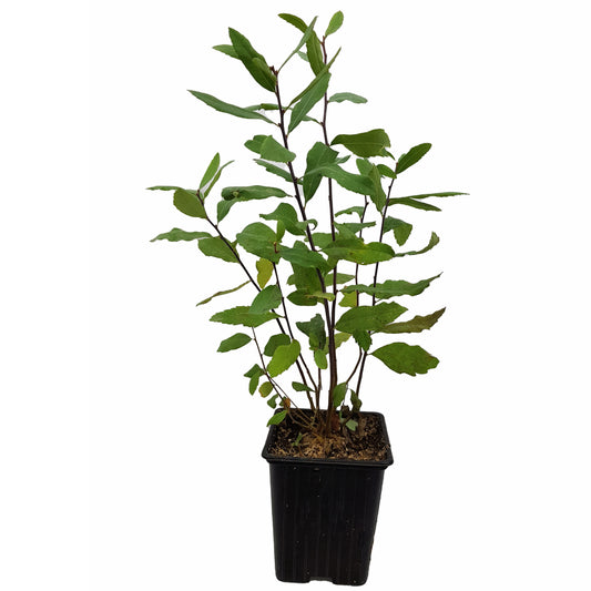 Seedeo® Gagelstrauch (Myrica gale) ca. 20 cm