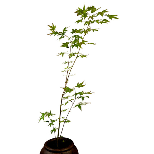 Seedeo® Grüner Fächerhorn (Acer palmatum) Pflanze ca. 50 cm - 70 cm hoch