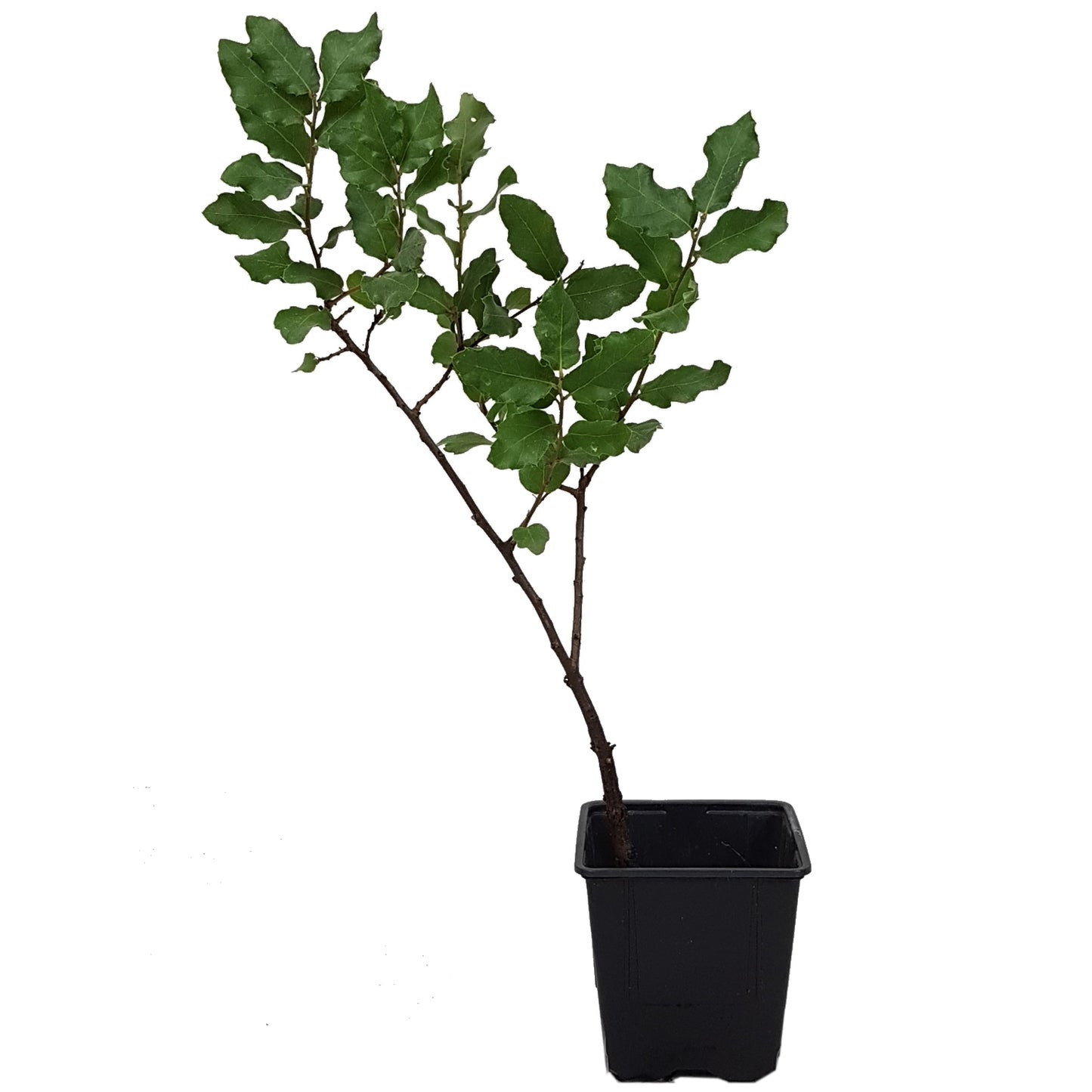 Seedeo® Iberische Korkeiche  (Quercus suber) 1 Jungpflanze ca. 30 cm