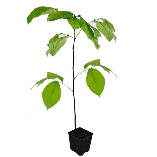 Seedeo® Indianerbanane/Papau/Pawpaw (Asimina triloba) Pflanze ca. 50 cm