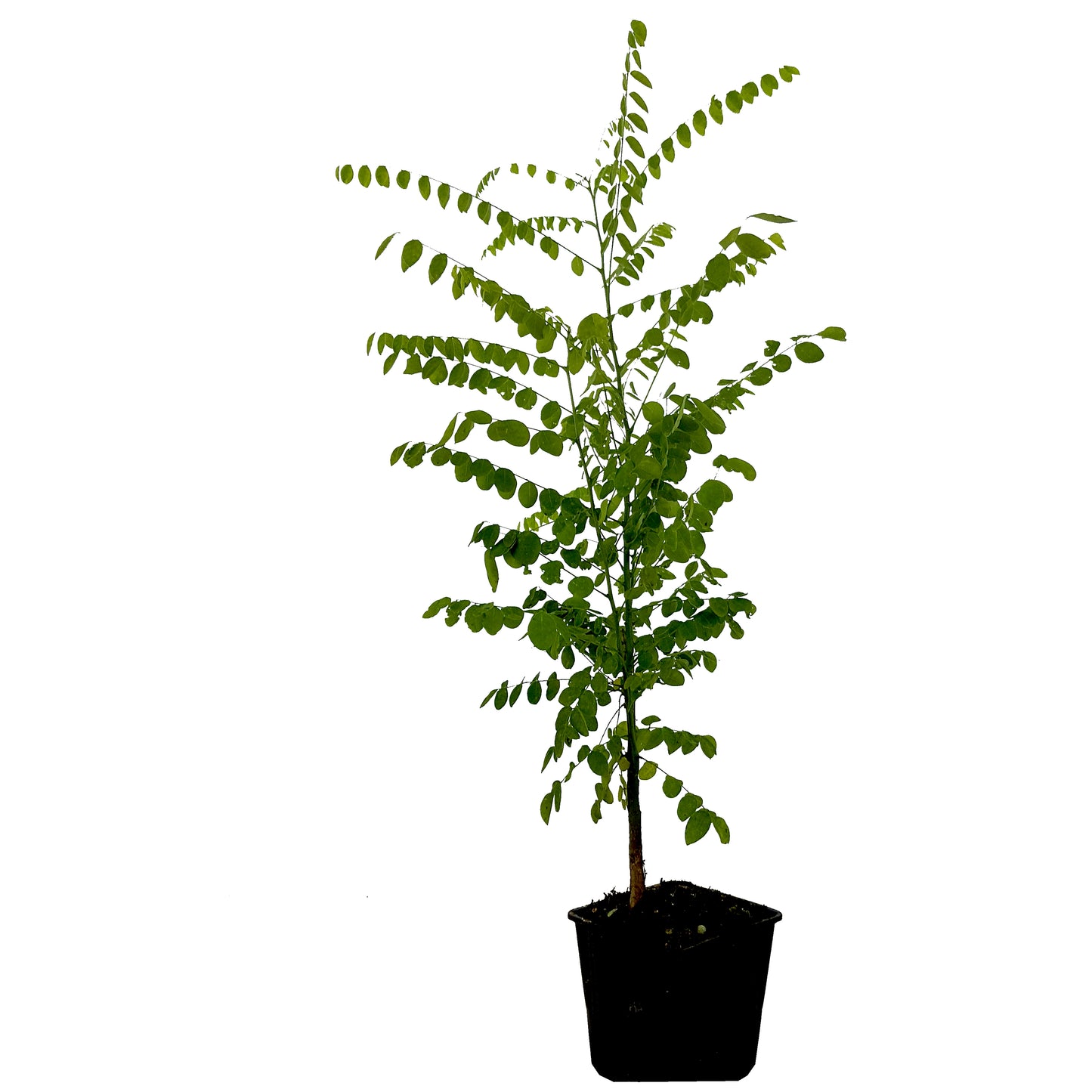 Seedeo® Japanische Schnurbaum  (Sophora japonica) ca. 50 cm