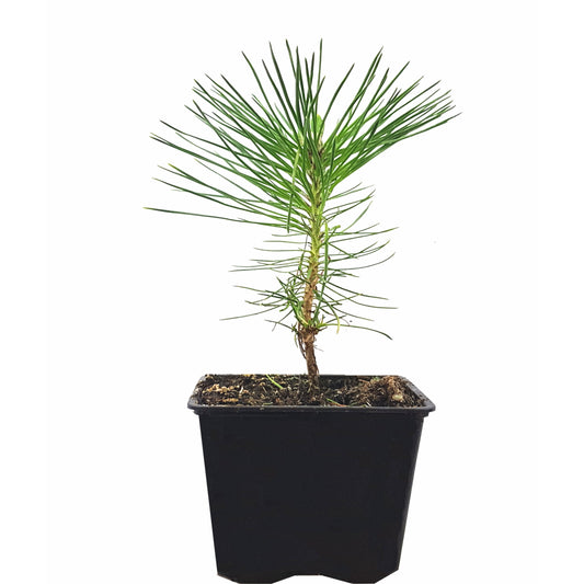 Seedeo® Japanische Schwarzkiefer (Pinus thunbergii) Pflanze ca 15cm - 25 cm