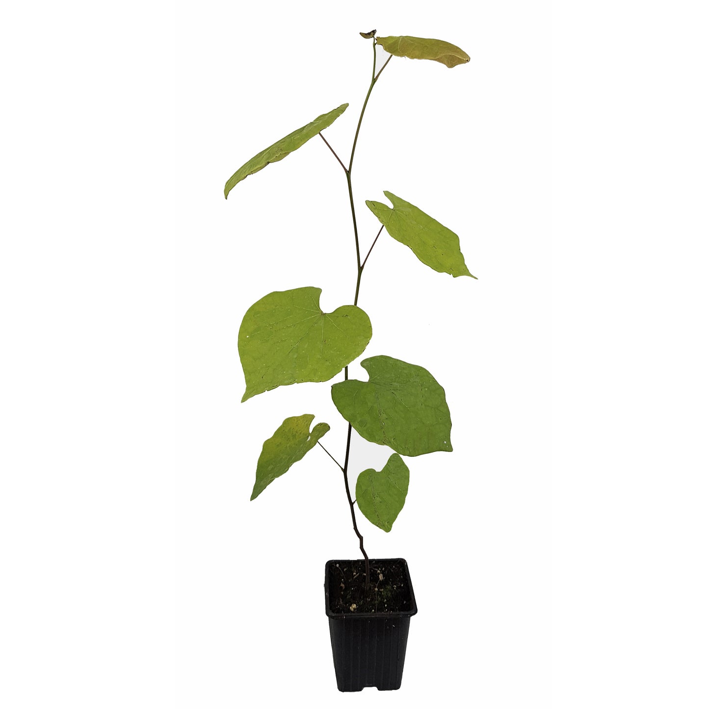 Seedeo® Judasbaum (Cercis siliquastrum) Pflanze ca. 20 cm