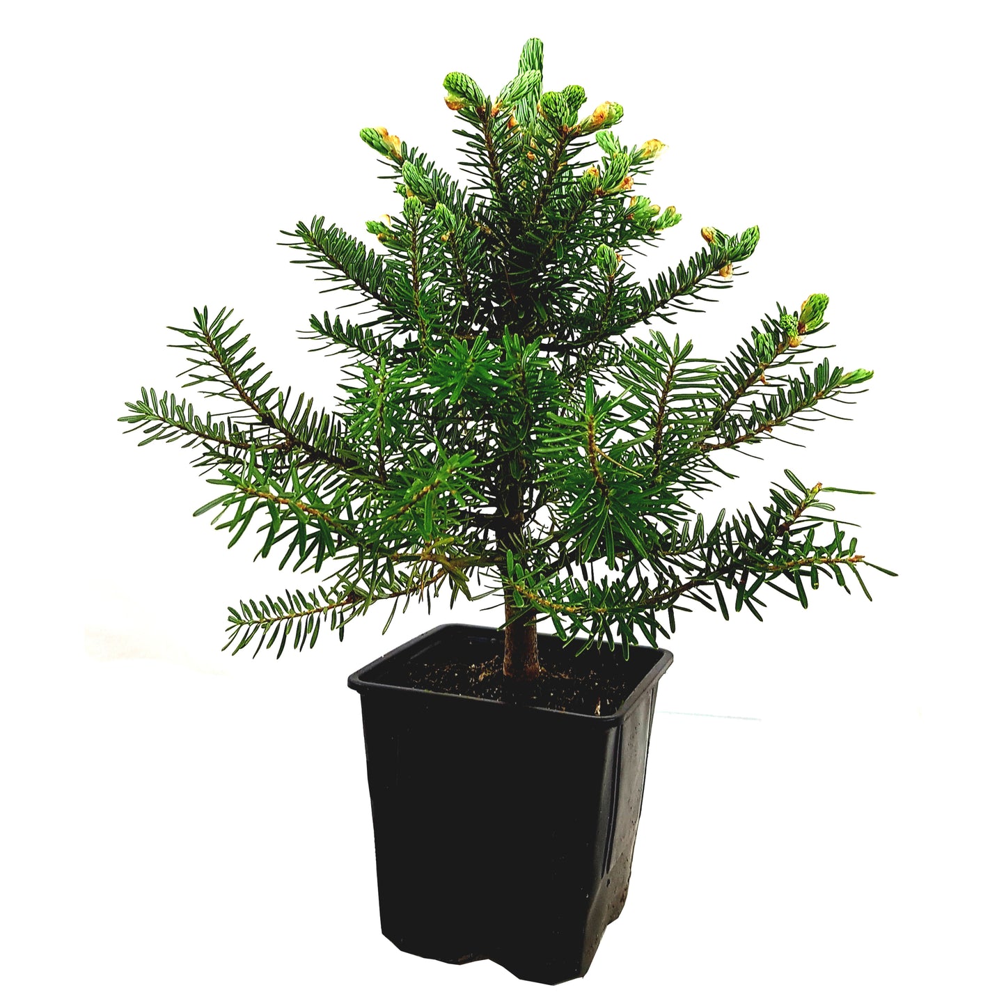 Seedeo® Korea Tanne (Abies koreana) Pflanze ca. 20 cm