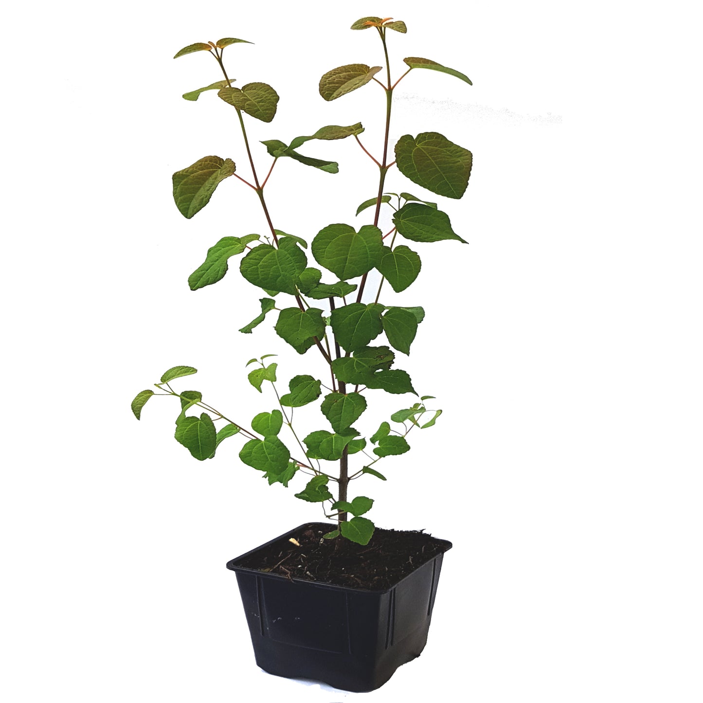 Seedeo® Lebkuchenbaum (Cercidiphyllum japonicum) Pflanze ca. 50 cm