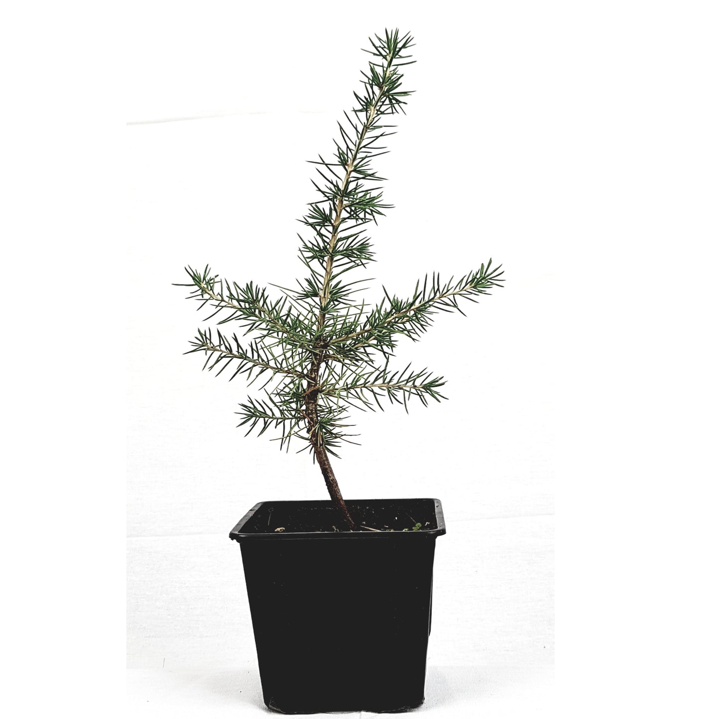 Seedeo® Libanonzeder (Cedrus libani) Pflanze ca 30 cm