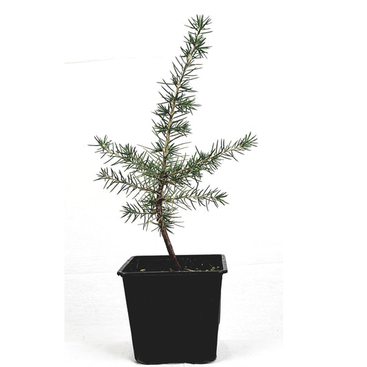 Seedeo® Libanonzeder (Cedrus libani) Pflanze ca 30 cm