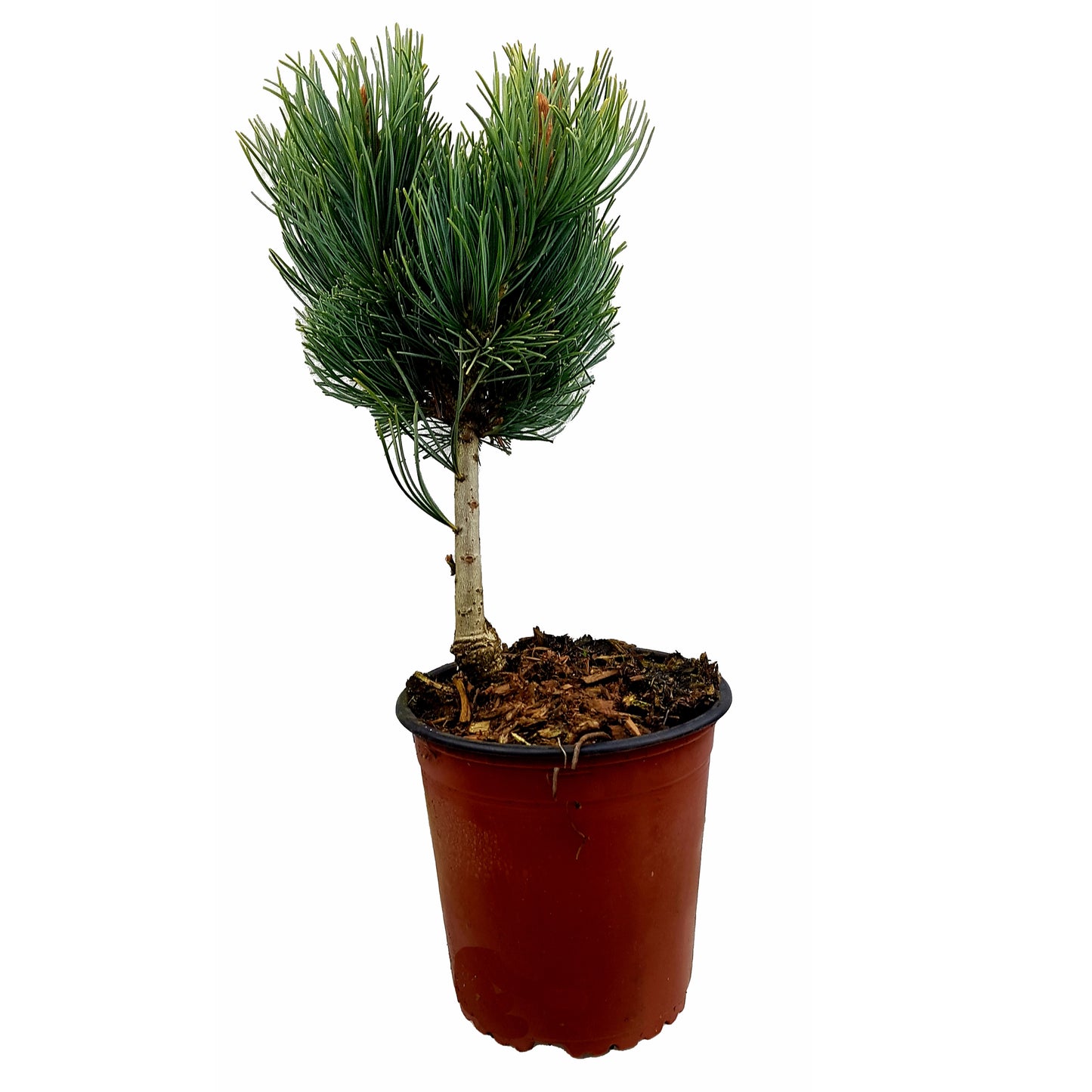 Seedeo® Mädchenkiefer (Pinus parviflora) Pflanze ca. 20 cm - 30 cm …