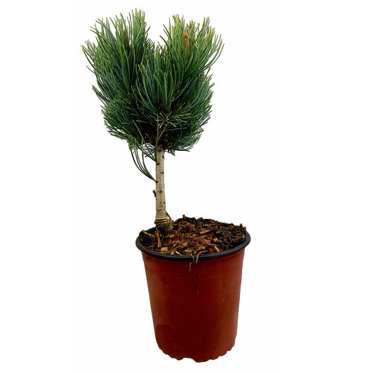 Seedeo® Mädchenkiefer (Pinus parviflora) Pflanze ca. 20 cm - 30 cm …