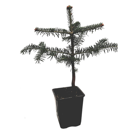 Seedeo® Nordmanntanne (Abies Nordmanniana ambrolauri) Pflanze ca. 25 cm hoch