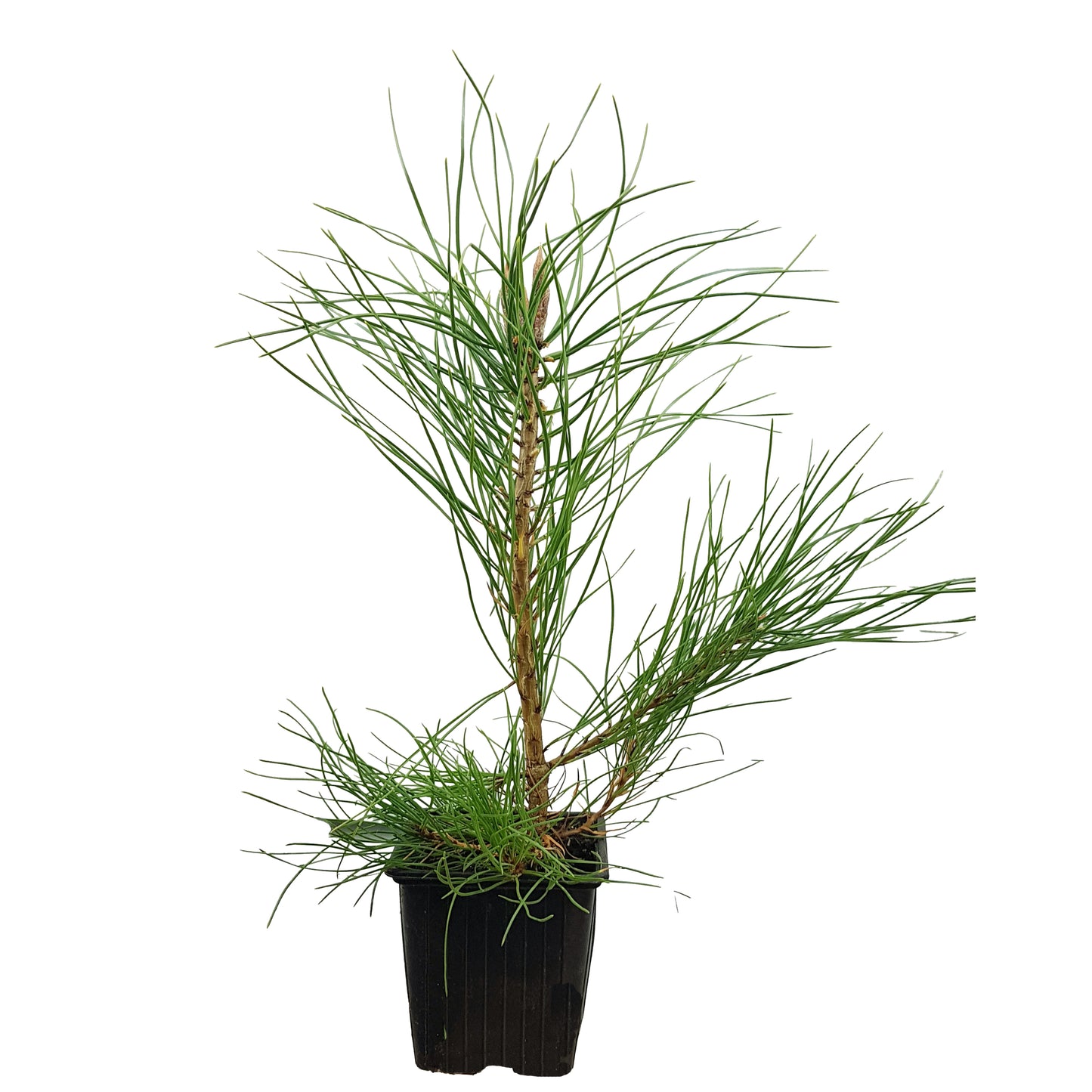 Seedeo® Österreichische Schwarzkiefer (Pinus nigra austriaca) Pflanze ca. 20 cm