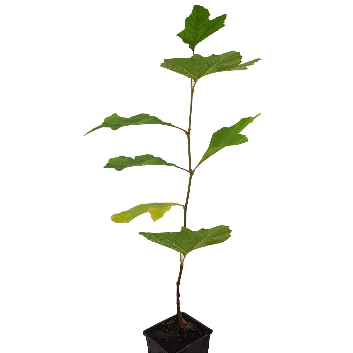 Seedeo® Orientalische Platane (Platanus orientalis) Pflanze ca. 60 cm hoch