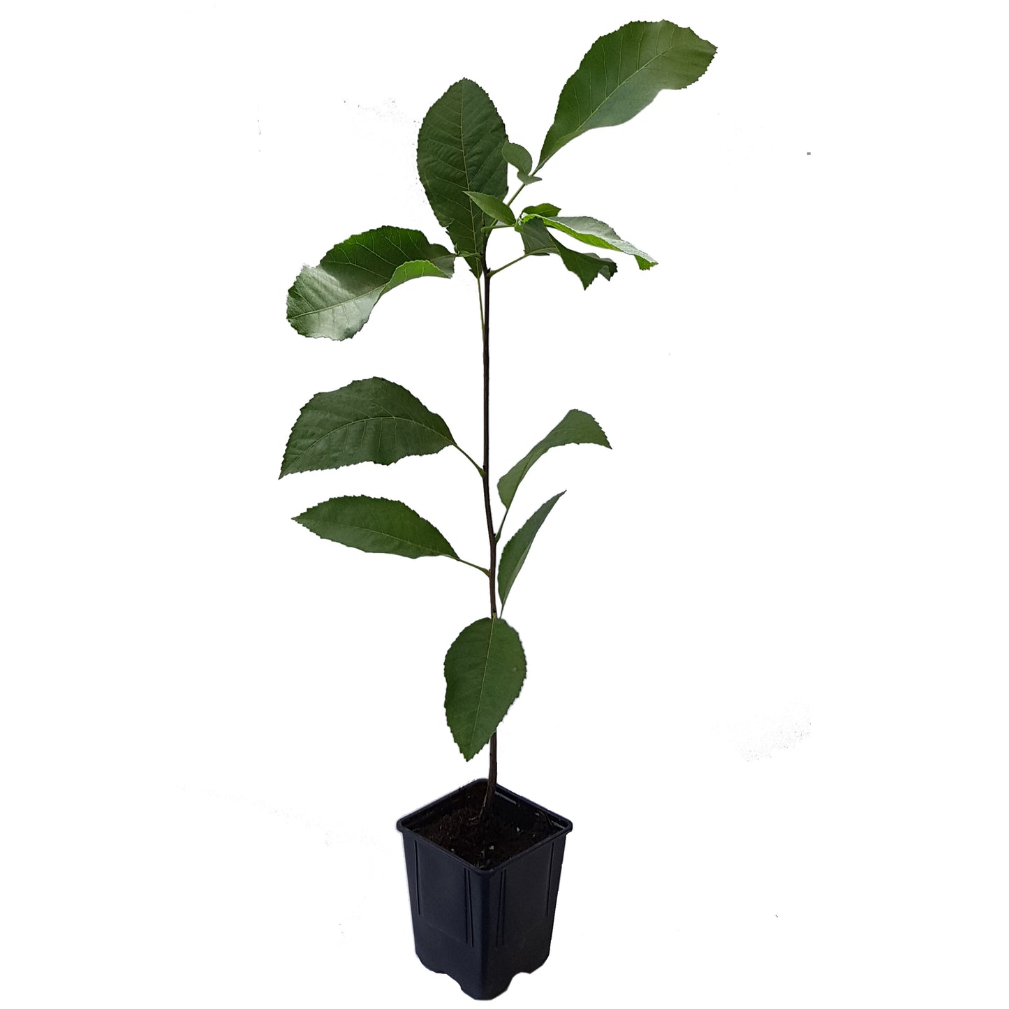 Seedeo® Pekannuss (Carya illinoinensis) ca. 20 cm - 30 cm