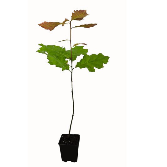 Seedeo® Roteiche (Quercus rubra) Pflanze ca. 30 - 55 cm hoch