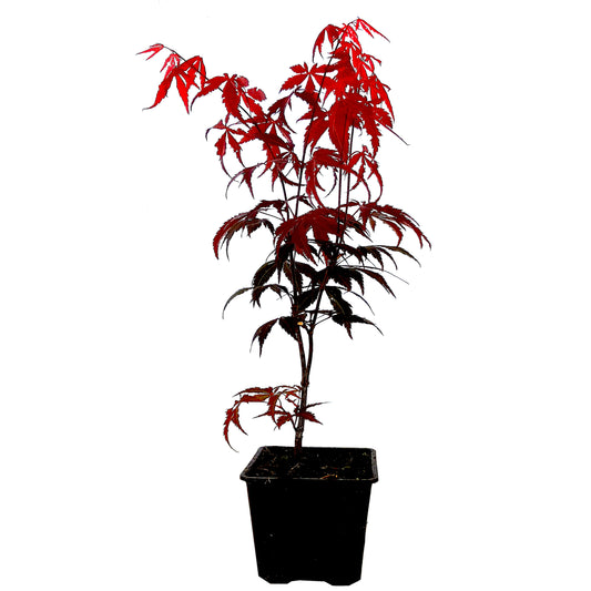 Seedeo® Roter Fächerahorn  (Acer palmatum atropurpureum) ca. 40 cm - 50 cm hoch