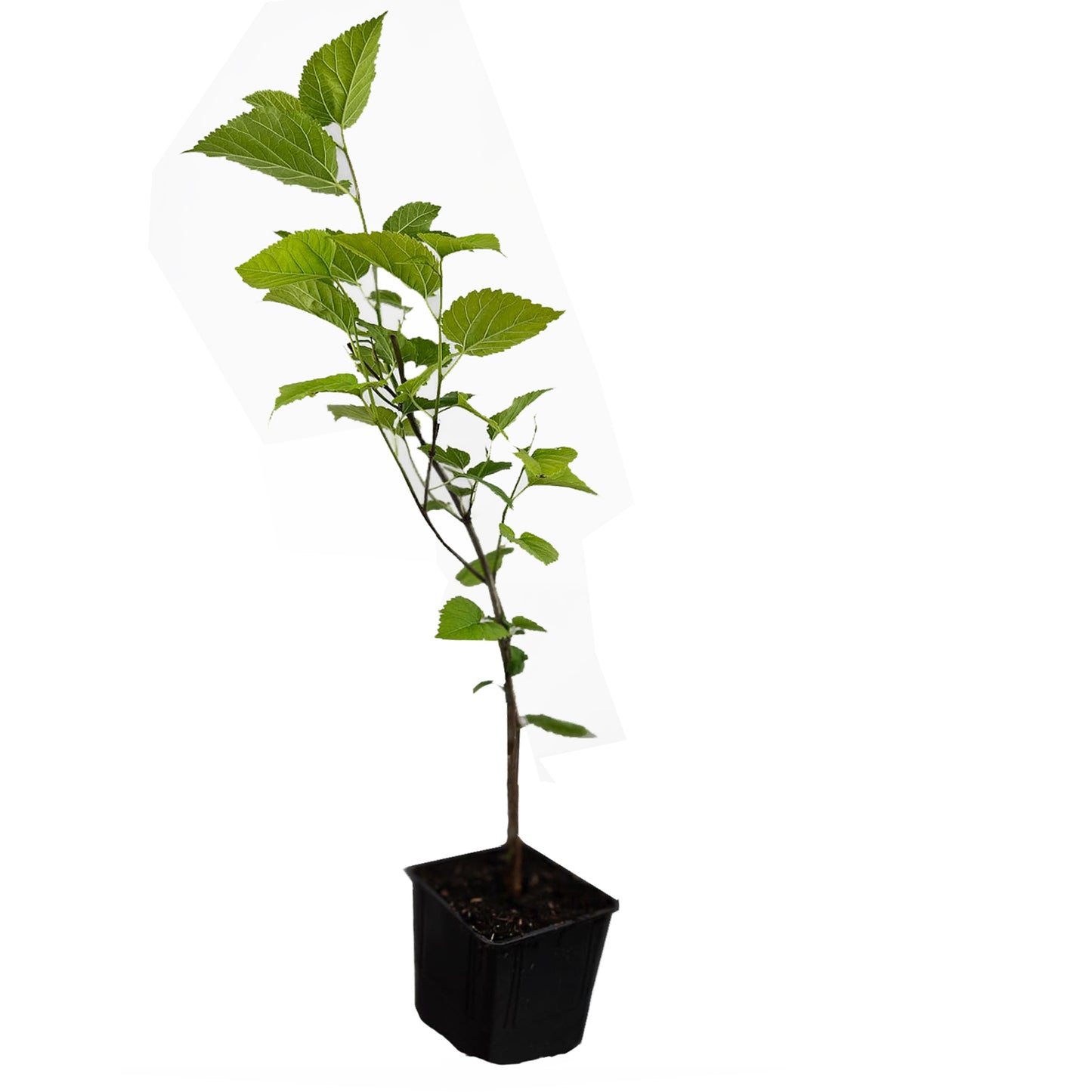 Seedeo® Roter Maulbeerbaum (Morus ruba) ca. 30 cm - 40 cm