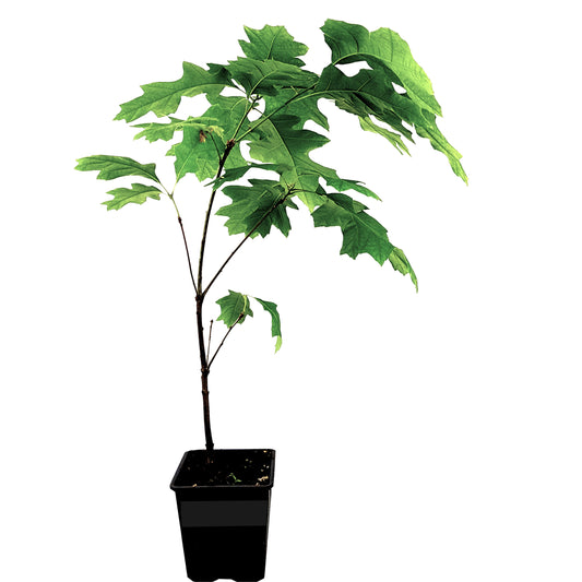 Seedeo® Scharlach-Eiche (Quercus coccinea) Pflanze ca. 50 cm - 80 cm hoch