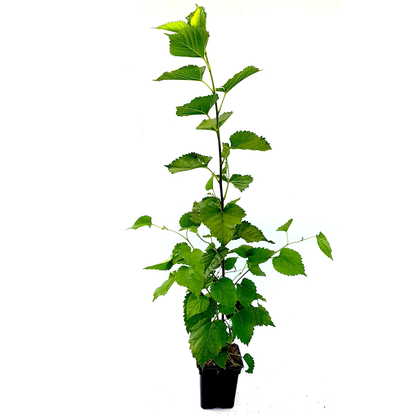 Seedeo® Schwarzer Maulbeerbaum (Morus nigra) ca. 30 cm - 40 cm