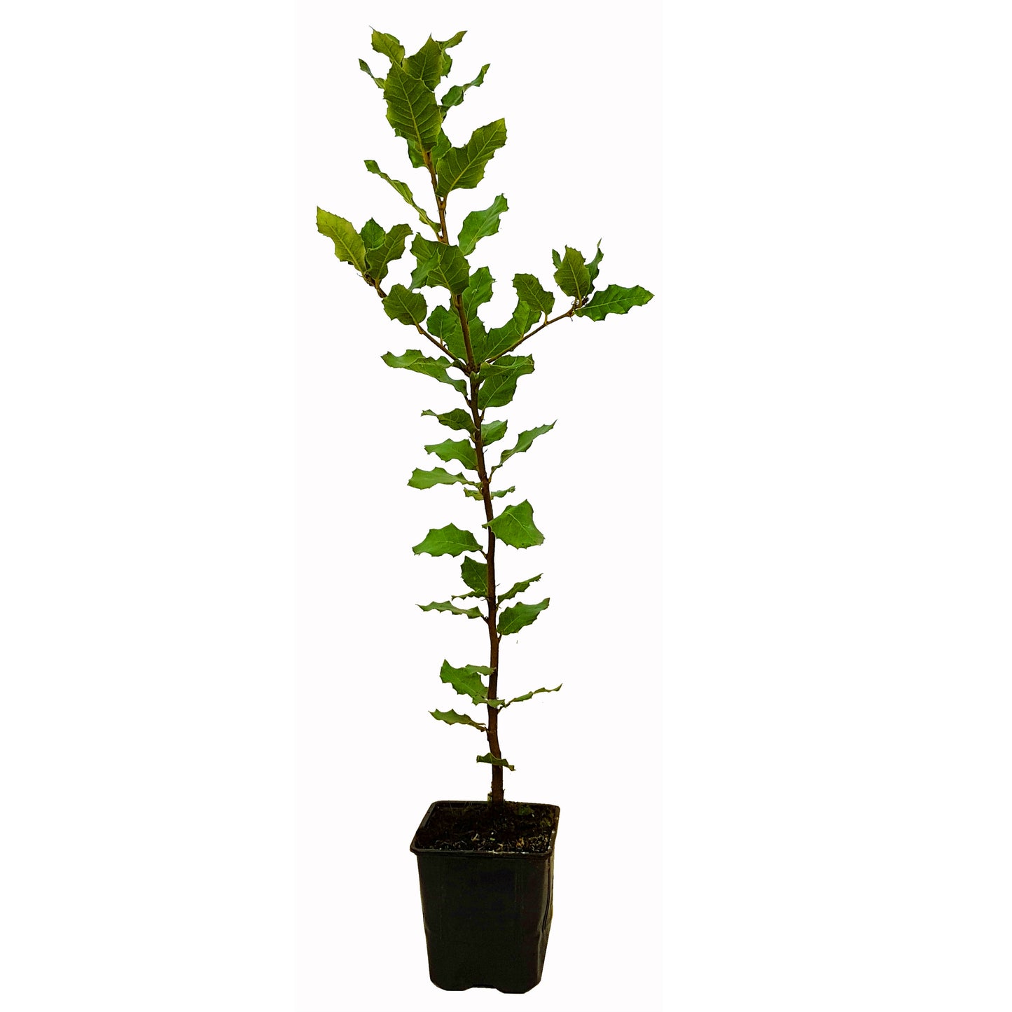 Seedeo® Steineiche (Quercus ilex) Pflanze ca. 30 - 40 cm hoch