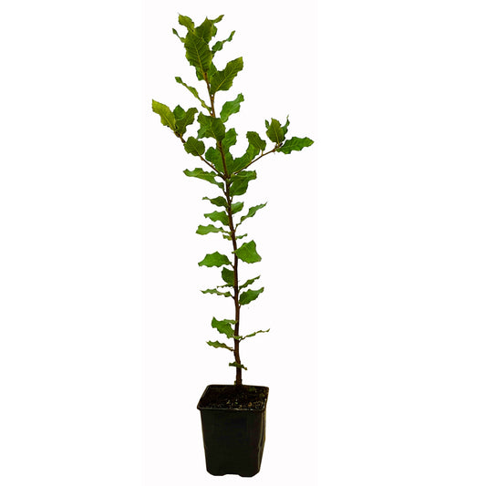 Seedeo® Steineiche (Quercus ilex) Pflanze ca. 30 - 40 cm hoch