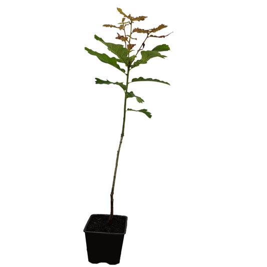 Seedeo® Stieleiche (Quercus robur) Pflanze ca. 40 - 50 cm hoch