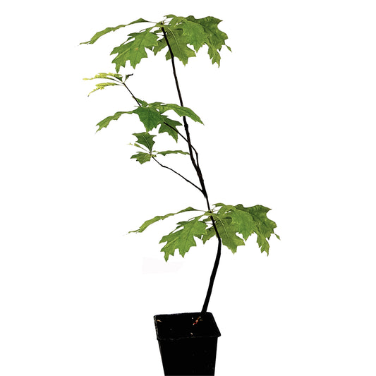 Seedeo® Sumpf-Eiche (Quercus palustris) Pflanze ca. 30 cm - 50 cm hoch