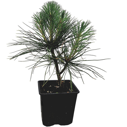 Seedeo® Tränenkiefer (Pinus wallichiana) Pflanze