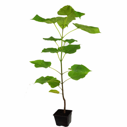 Seedeo® Trompetenbaum  Catalpa bignonioides Pflanze ca. 50 cm hoch