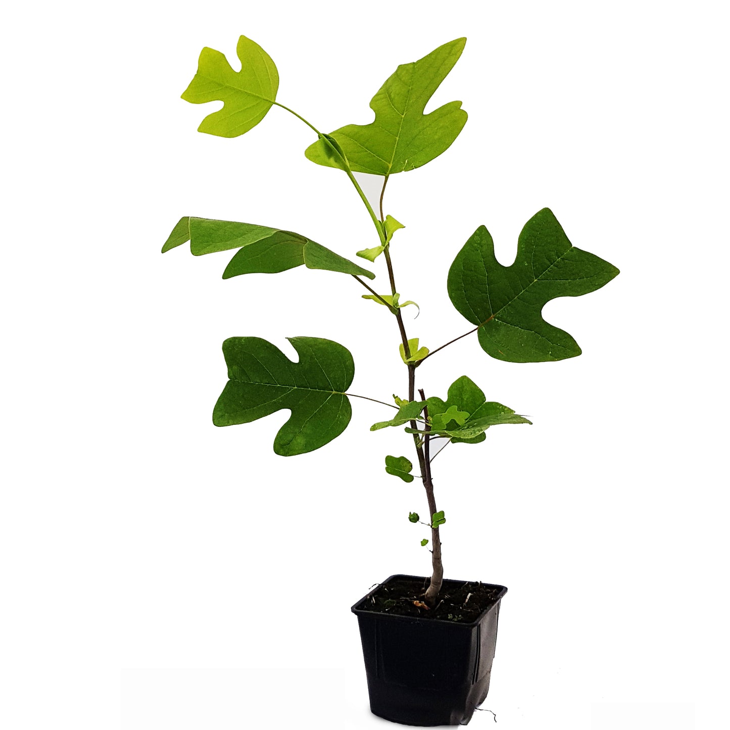 Seedeo® Tulpenbaum Liriodendron tulipifera Pflanze 2,5 Jahre alt