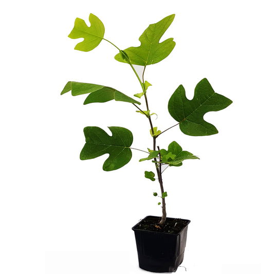 Seedeo® Tulpenbaum Liriodendron tulipifera Pflanze 2,5 Jahre alt