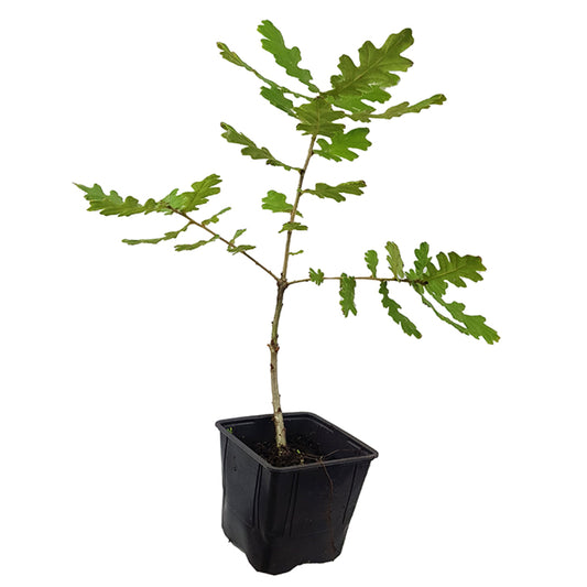 Seedeo® Ungarische-Eiche (Quercus frainetto) Pflanze ca. 10-20 cm hoch Klimabaum