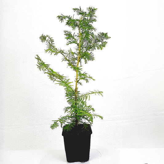 Seedeo® Urwelt-Mammutbaum (Metasequoia glyptostroboides) Pflanze 2,5 Jahre alt