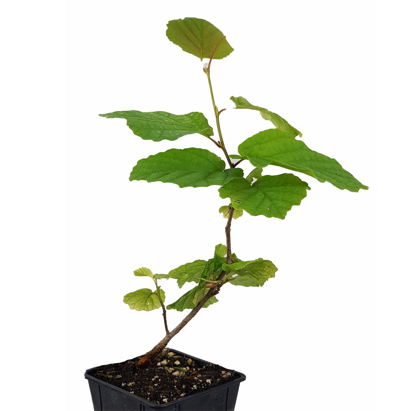 Seedeo® Virginische Zaubernuss (Hamamelis virginiana) Pflanze ca. 30 cm - 50 cm hoch