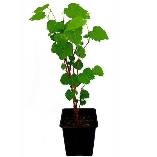 Seedeo® Weißer Maulbeerbaum (Morus alba) ca. 50 cm - 70 cm