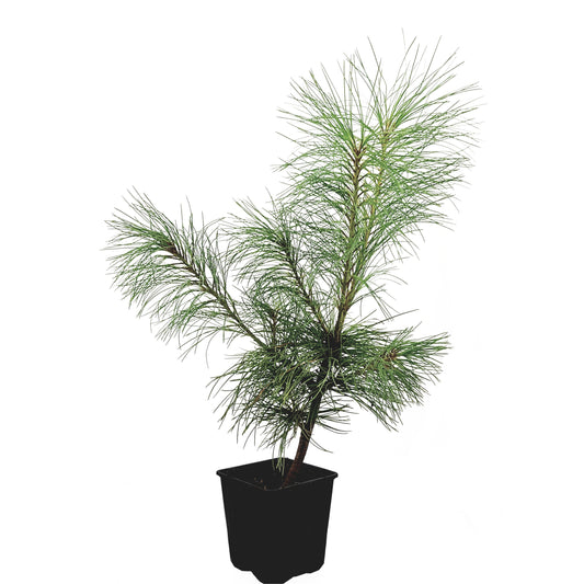 Seedeo® Weymouths Kiefer/Seidenkiefer/Strobe (Pinus strobus) Pflanze ca. 10 cm