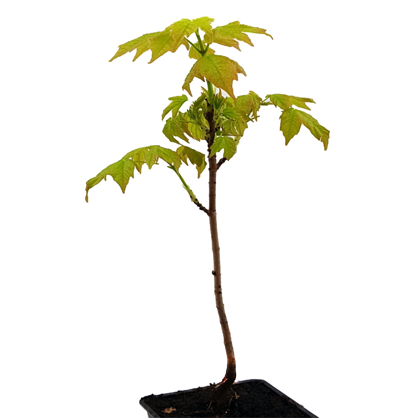 Seedeo® Zuckerahorn (Acer saccharum) Pflanze ca. 30 cm - 50 cm hoch