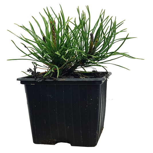 Seedeo® Zwergkiefer/Zwerglatsche (Pinus mugo pumilio) Pflanze ca. 10 cm